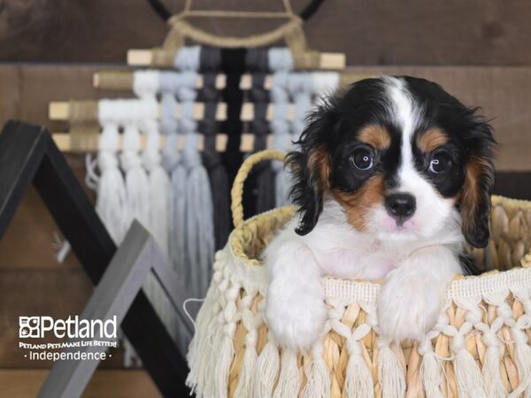 Cavalier King Charles Spaniel-DOG-Male-Black and Tan-4091-Petland Lee's Summit, MO