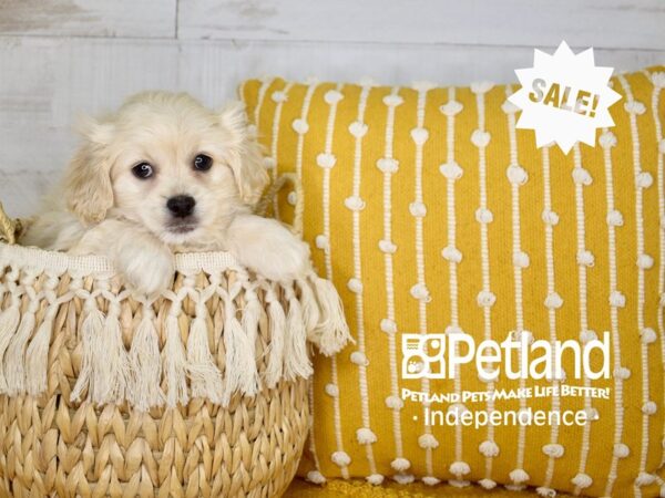 Pekapoo-DOG-Male-Apricot-3980-Petland Lee's Summit, MO