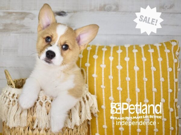Pembroke Welsh Corgi-DOG-Female-Sable-3970-Petland Lee's Summit, MO