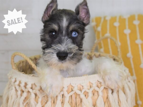 Miniature Schnauzer-DOG-Female-Salt and pepper-4014-Petland Lee's Summit, MO