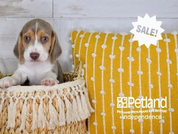 Beagle-DOG-Male-Lilac, White & Tan-3976-Petland Lee's Summit, MO