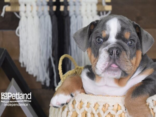 English Bulldog-DOG-Male--4059-Petland Lee's Summit, MO