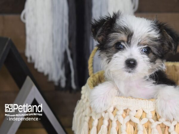 Morkie-DOG-Male-Black and White Parti-4101-Petland Lee's Summit, MO