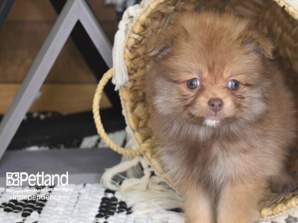 Pomeranian-DOG-Female-Chocolate Sable-4100-Petland Lee's Summit, MO