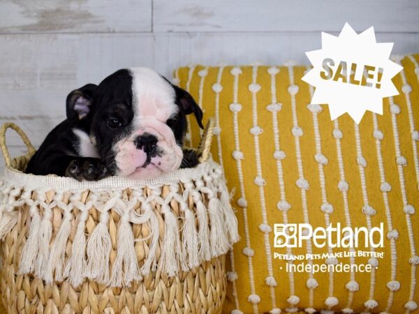 English Bulldog-DOG-Female-Black Tri-color-3944-Petland Lee's Summit, MO