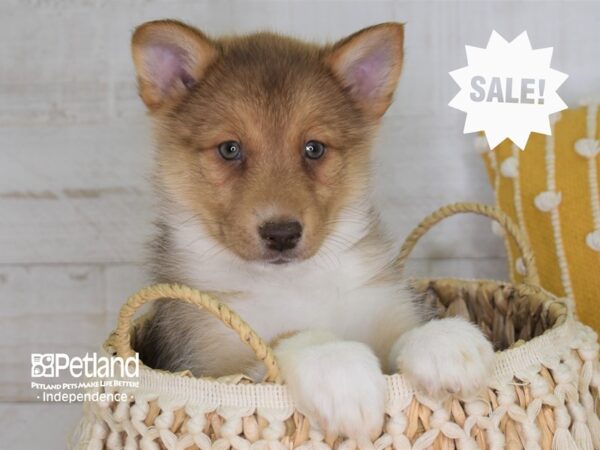Pomsky-DOG-Female-Sable-4022-Petland Lee's Summit, MO