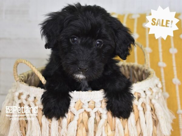 Miniature Aussiedoodle-DOG-Female-Black-4008-Petland Lee's Summit, MO
