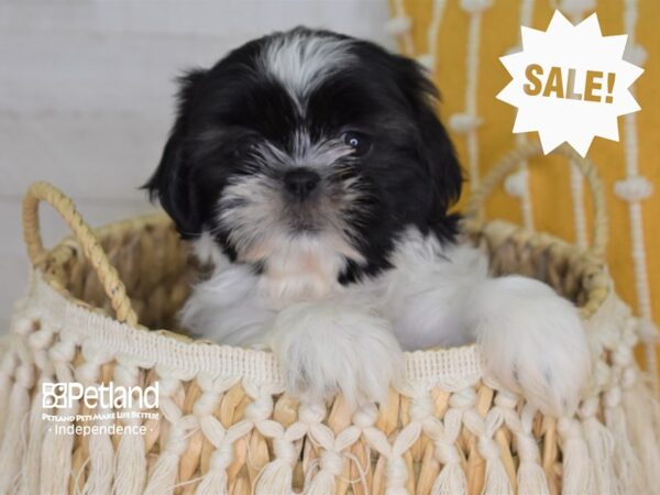 Shih Tzu-DOG-Female-Brindle and White-4037-Petland Lee's Summit, MO