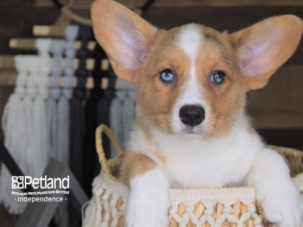 Cardigan Welsh Corgi-DOG-Female-Chocolate Merle-4120-Petland Lee's Summit, MO