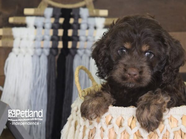 Cockapoo-DOG-Male--4117-Petland Lee's Summit, MO