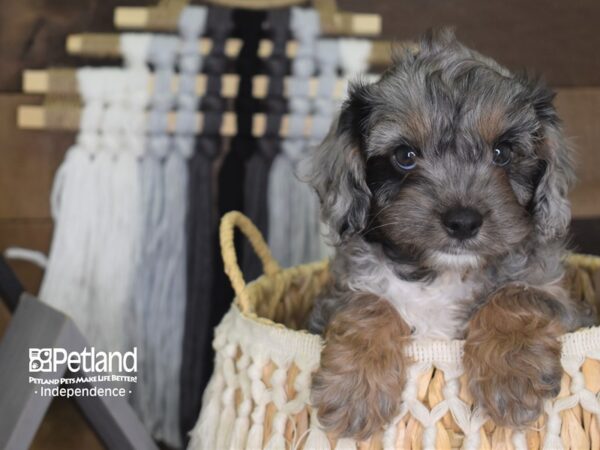 Cavapoo-DOG-Male-Blue Merle-4116-Petland Lee's Summit, MO
