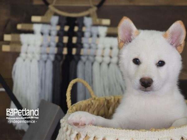 Shiba Inu-DOG-Female-Cream-4095-Petland Lee's Summit, MO