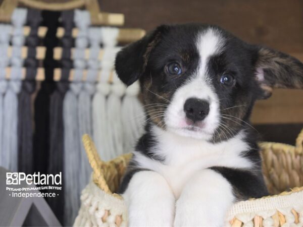 Cardigan Welsh Corgi-DOG-Male--4106-Petland Lee's Summit, MO