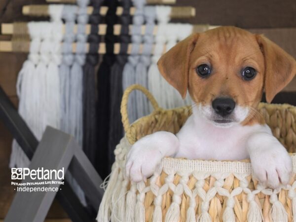 Jack Russell Terrier-DOG-Male-Tan and White-4123-Petland Lee's Summit, MO