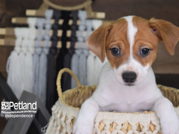 Jack Russell Terrier-DOG-Female-Tan and White-4124-Petland Lee's Summit, MO