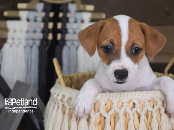 Jack Russell Terrier-DOG-Female-Tan and White-4122-Petland Lee's Summit, MO