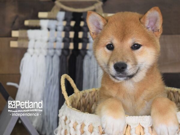 Shiba Inu-DOG-Female--4111-Petland Lee's Summit, MO
