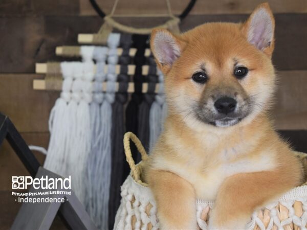Shiba Inu-DOG-Male--4110-Petland Lee's Summit, MO