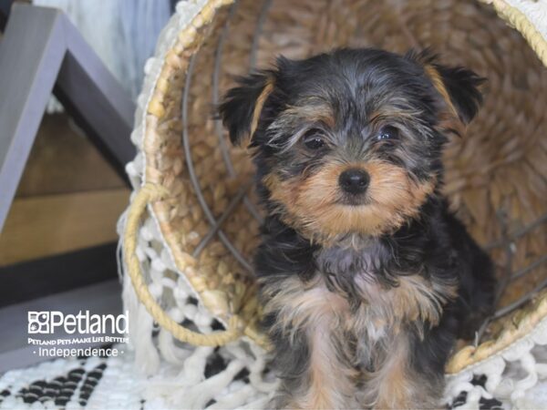 Yorkshire Terrier-DOG-Male-Black and Tan-4103-Petland Lee's Summit, MO