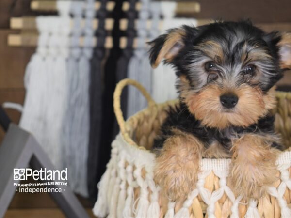 Yorkshire Terrier-DOG-Male-Black and Tan-4104-Petland Lee's Summit, MO