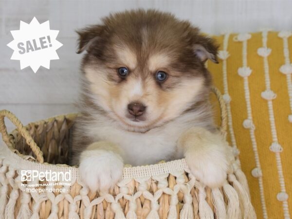 Pomsky-DOG-Male--3997-Petland Lee's Summit, MO