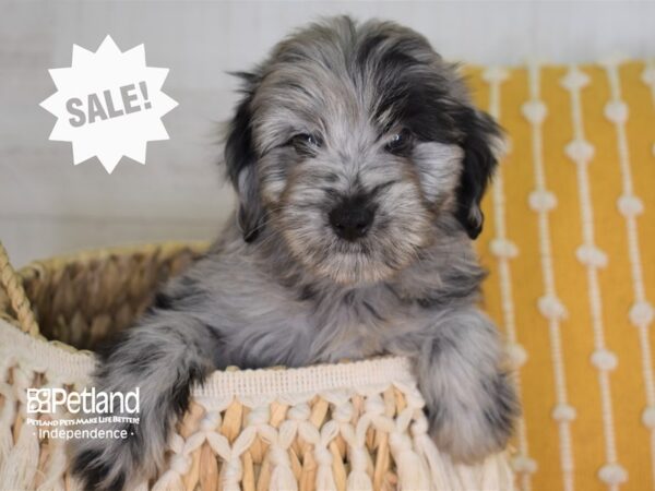 Miniature Aussiedoodle-DOG-Male-Blue Merle-4004-Petland Lee's Summit, MO