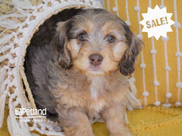 Miniature Goldendoodle 2nd Gen-DOG-Female-Tan Merle-4034-Petland Lee's Summit, MO