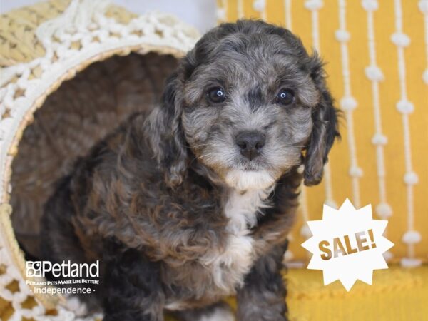 Miniature Goldendoodle 2nd Gen-DOG-Female-Chocolate Merle-4035-Petland Lee's Summit, MO