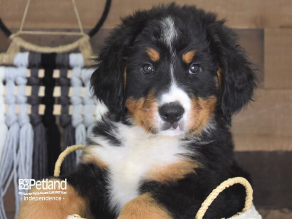 Bernese Mountain Dog-DOG-Male-Black and Rust-4126-Petland Lee's Summit, MO