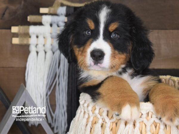 Bernese Mountain Dog-DOG-Male-Black and Rust-4125-Petland Lee's Summit, MO