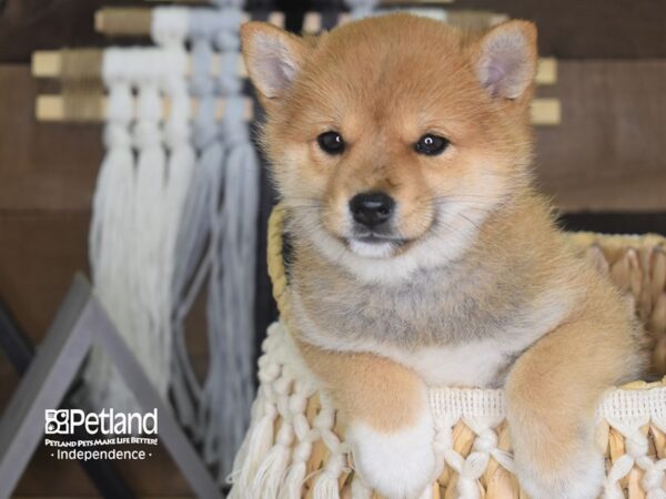 Shiba Inu-DOG-Female-Red Sesame-4127-Petland Lee's Summit, MO