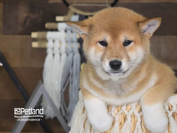 Shiba Inu-DOG-Male-Red Sesame-4129-Petland Lee's Summit, MO