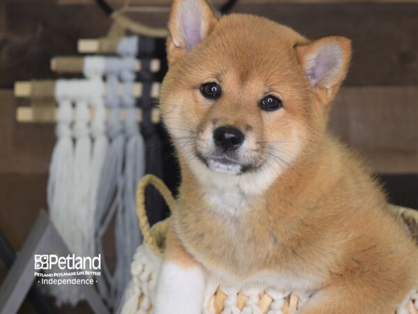 Shiba Inu-DOG-Female-Red Sesame-4128-Petland Lee's Summit, MO
