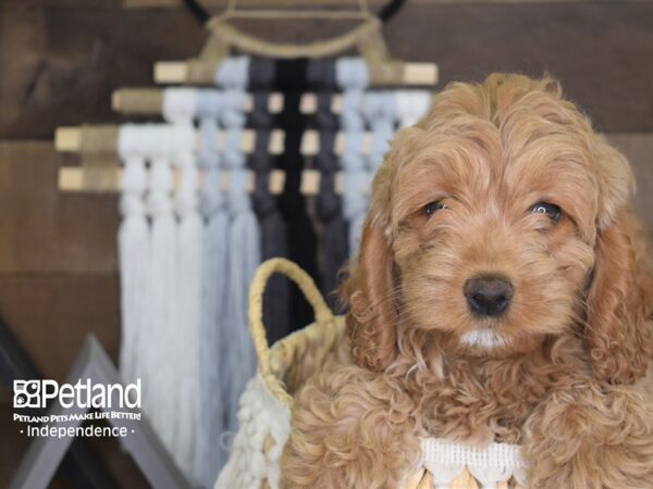 Cockapoo-DOG-Female-Golden-4133-Petland Lee's Summit, MO