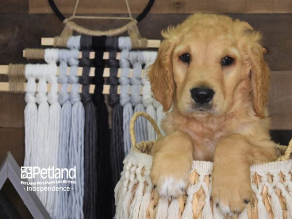 Golden Retriever-DOG-Male-Golden-4130-Petland Lee's Summit, MO
