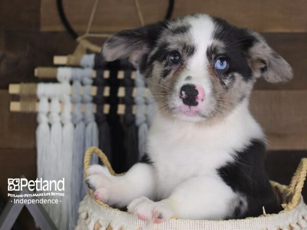 Cardigan Welsh Corgi-DOG-Male-Blue Merle-4119-Petland Lee's Summit, MO