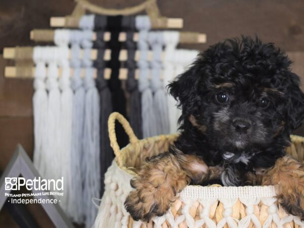 Morkiepoo-DOG-Female-Black and Tan-4136-Petland Lee's Summit, MO