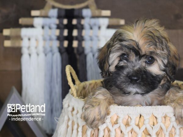 Morkiepoo-DOG-Female-Black and Brown-4135-Petland Lee's Summit, MO