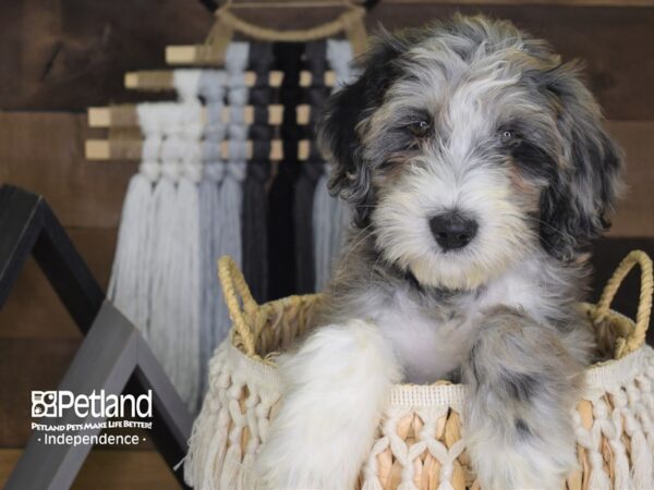Goldendoodle-DOG-Female-Merle-4140-Petland Lee's Summit, MO