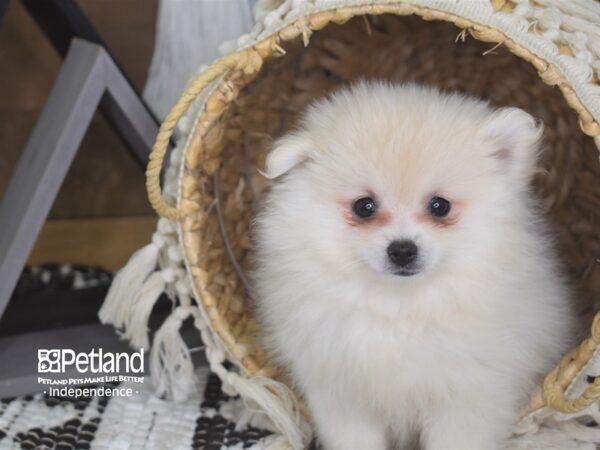 Pomeranian-DOG-Female-Cream-4157-Petland Lee's Summit, MO