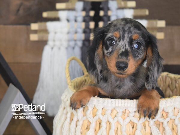 Dachshund-DOG-Female-Black and Tan Dapple-4155-Petland Lee's Summit, MO