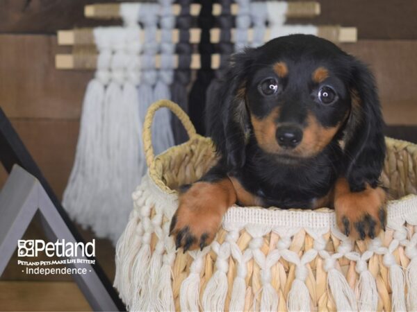 Dachshund-DOG-Female-Black and Tan-4154-Petland Lee's Summit, MO