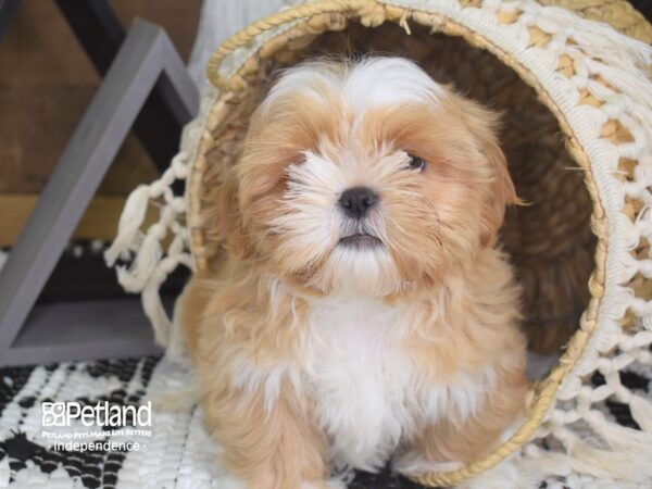 Shih Tzu-DOG-Male-Gold and White-4148-Petland Lee's Summit, MO