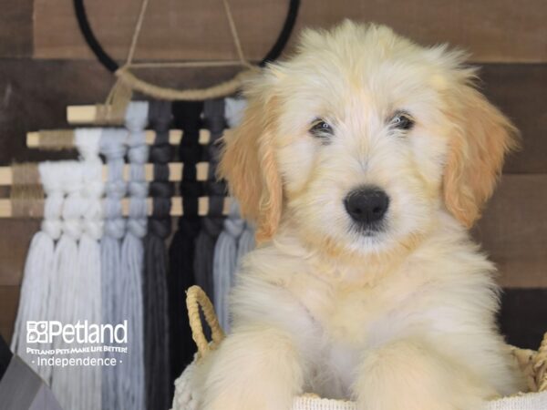 Goldendoodle-DOG-Female-Cream-4139-Petland Lee's Summit, MO