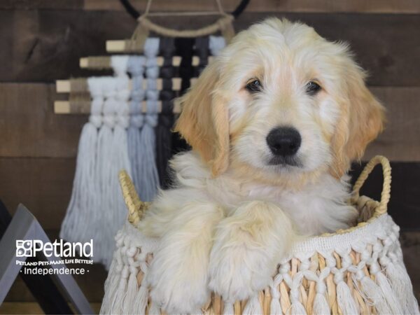Goldendoodle-DOG-Male-Cream-4137-Petland Lee's Summit, MO