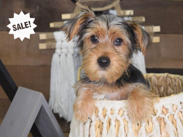 Yorkshire Terrier-DOG-Female-Black and Tan-3984-Petland Lee's Summit, MO