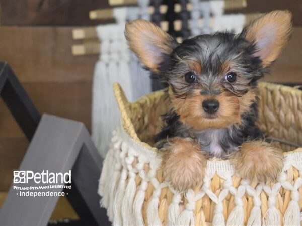 Yorkshire Terrier-DOG-Female-Black and Tan-4105-Petland Lee's Summit, MO