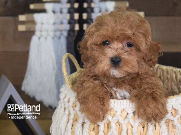 Malshi Poo-DOG-Female-Apricot-4149-Petland Lee's Summit, MO