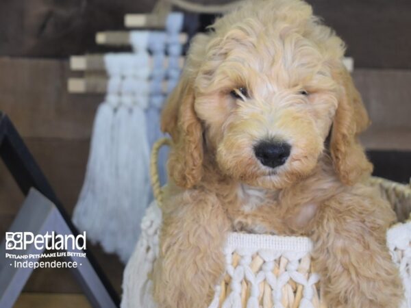 Miniature Goldendoodle-DOG-Male-Cream-4141-Petland Lee's Summit, MO