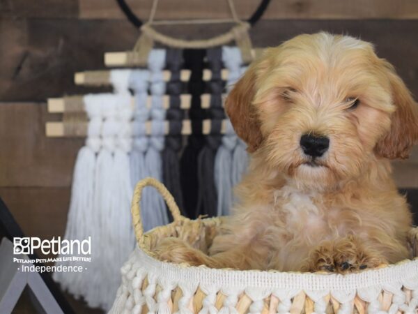 Miniature Goldendoodle-DOG-Male-Cream-4143-Petland Lee's Summit, MO